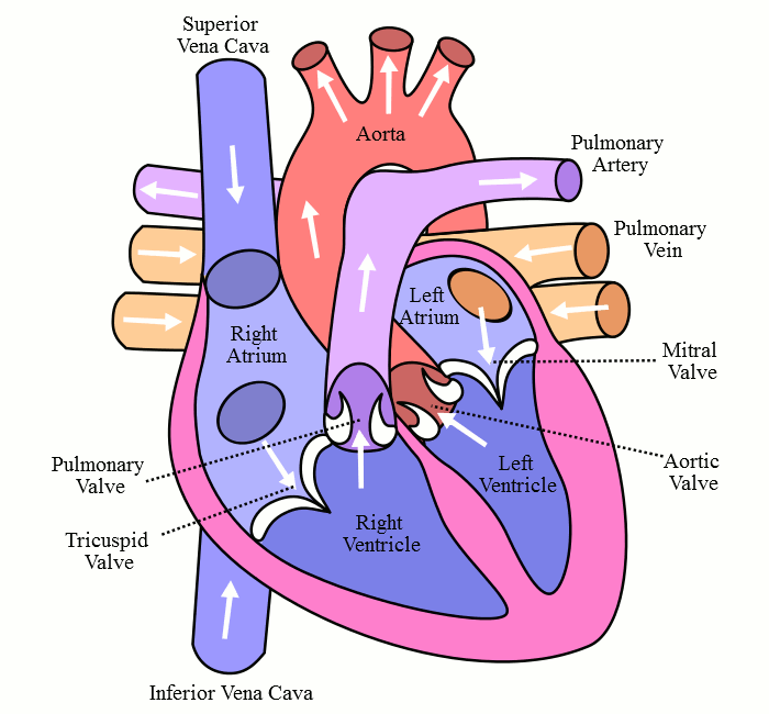 heart circulation